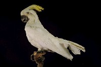葵花鳳頭鸚鵡藏品圖，第5張